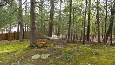 playful dog chasing chew toy under hammock hanging in mossy woodland garden