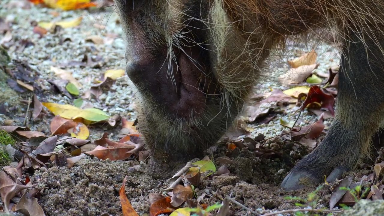 Un potamocero (Potamochoerus porcus) annusa attivamente il terreno, mostrando un comportamento di foraggiamento, in primo piano.
