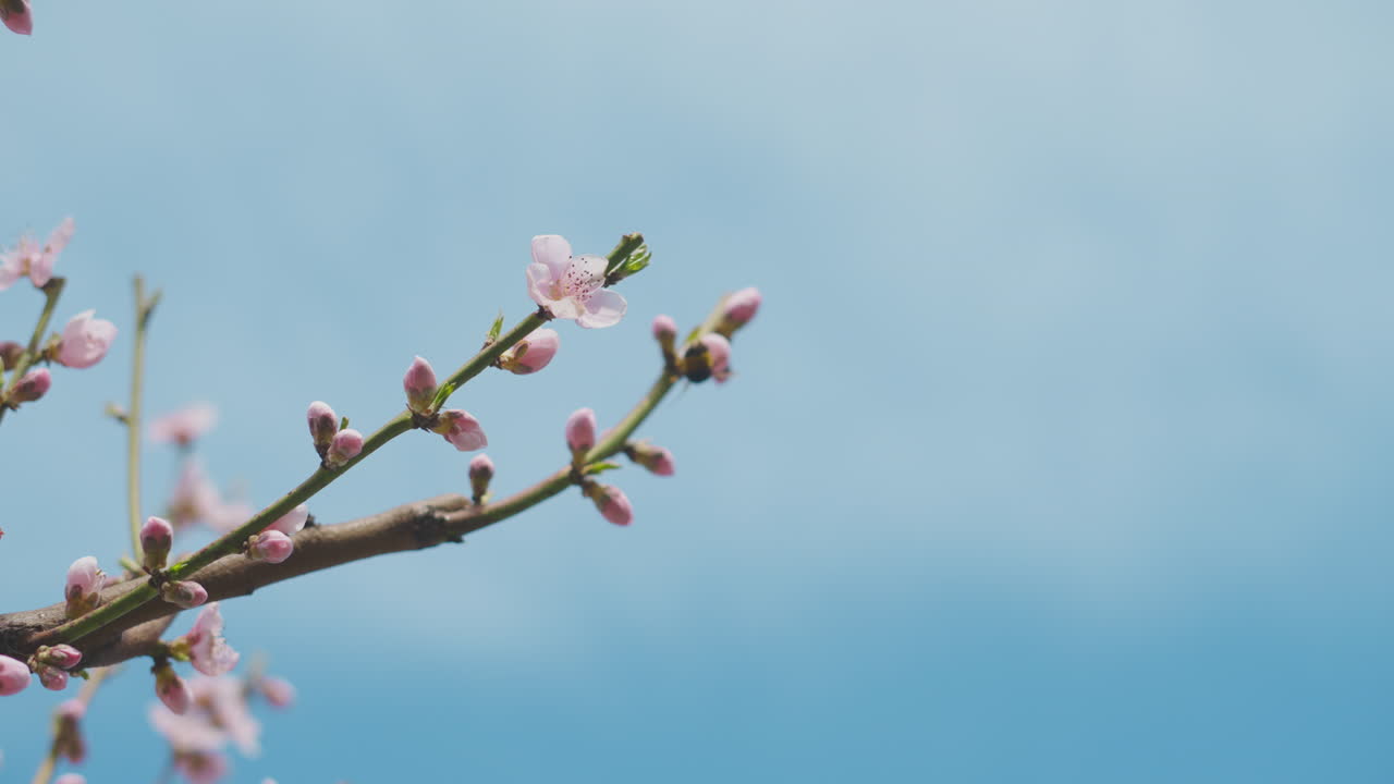 Peach Blossoms Against a Blue Sky