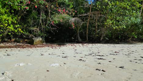 Tropical-paradise-secluded-serene,-sandy-beach-alongside-lush-forest-clear-blue-water