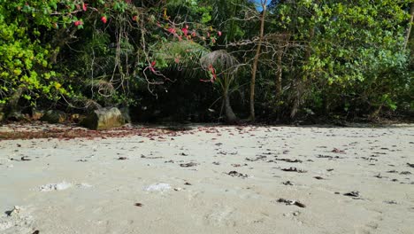 tropical paradise secluded serene, sandy beach alongside lush forest clear blue water