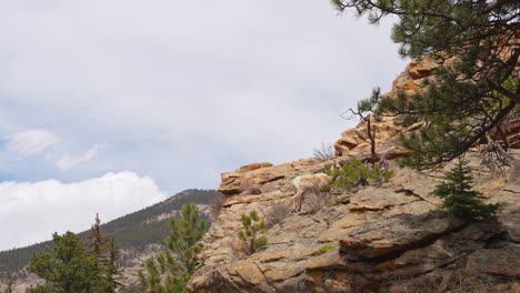 lonely mountain goat climbing rocky cliff in rocky mountains colorado