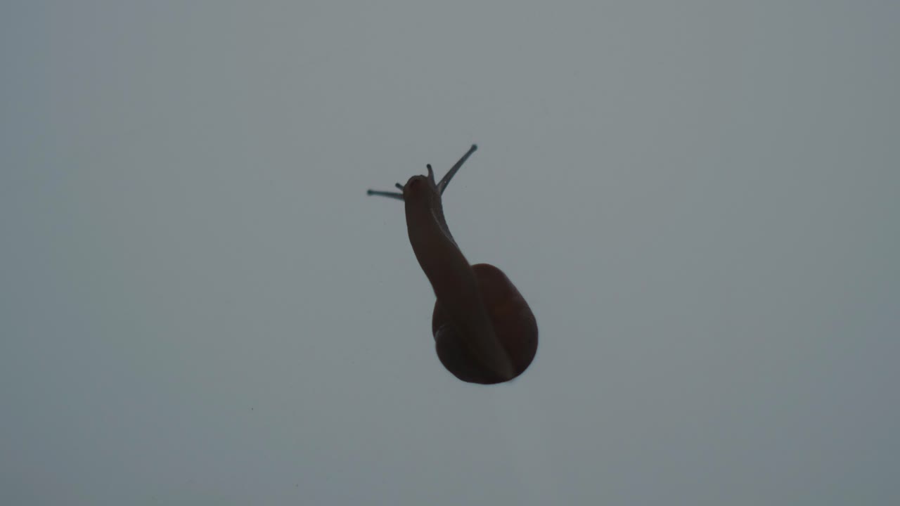 Slow and Steady: Close-Up Shot of Snail Crawling from a Bottom View. The benefits of snail slime