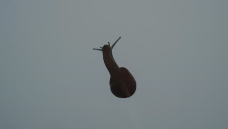 slow and steady: close-up shot of snail crawling from a bottom view. the benefits of snail slime