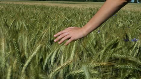 Espigas-Verdes-De-Grano-Cepillan-Suavemente-El-Tacto-De-La-Mano-De-La-Niña-Pista-Suave-De-Cerca