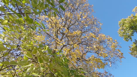 Yellow leafs falling of trees on a windy bright day