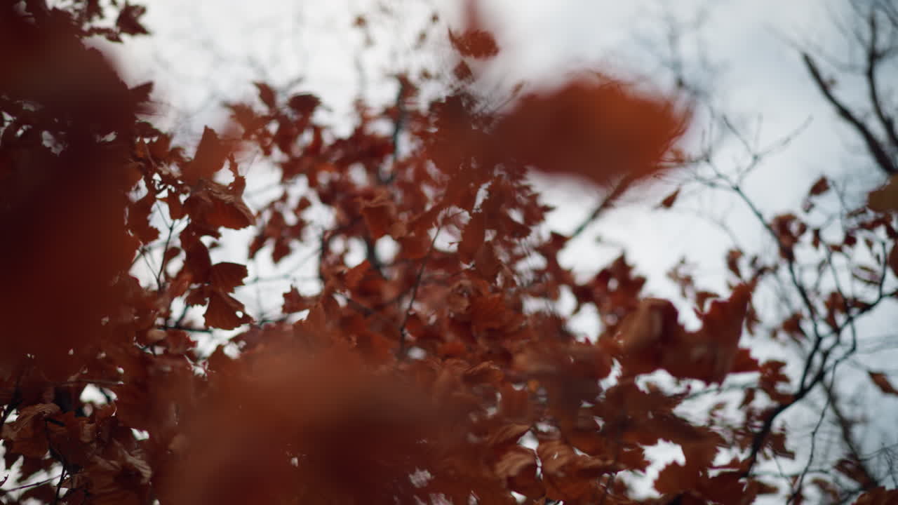 은 가을 잎은 부드럽게 바람에 흔들리며 부드러운 초점 배경과 풍부한 대조를 만니다. 따뜻한 빛은 계절의 전환을 강화합니다.