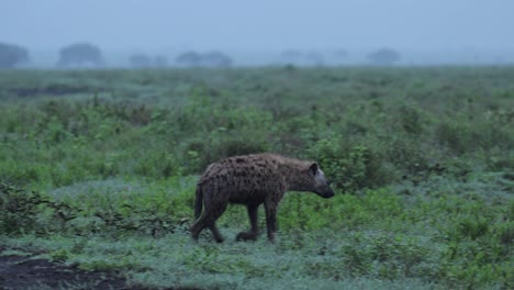 hyena walking in serengeti national park in tanzania in africa on misty blue morning with mist and plains landscape scenery on african wildlife animals safari in moody dark scene