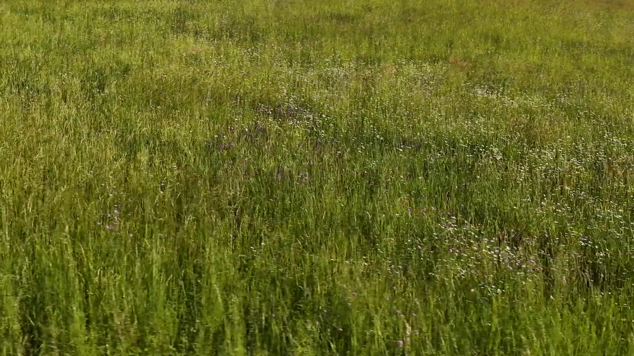 Static wide shot of a sunlit grassy field with small wildflowers in rural Italy.