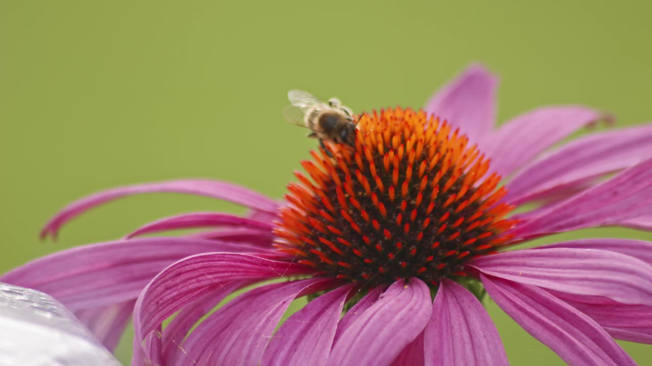 la abeja de miel despegue en vuelo después de beber néctar en la cabeza de la coníferas naranja