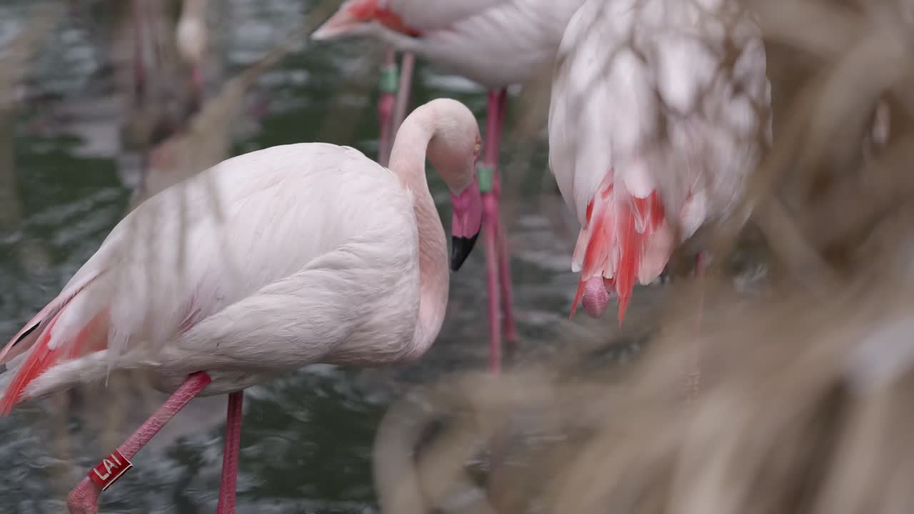 flamencos vadeando pájaros en un lago