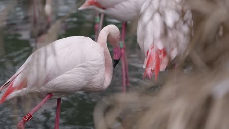 Flamencos-Aves-Zancudas-En-Un-Lago