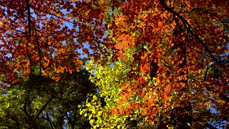 colorfull leaves on a trees with a blue sky behind in autumn season