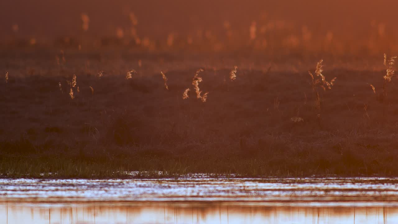 이른 아침 붉은 햇빛 빛 바람에 마른 갈대 덩어리