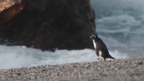 el pingüino de fiordland o tawaki caminando en la playa de monro con olas estrelladas en la costa oeste de nueva zelanda