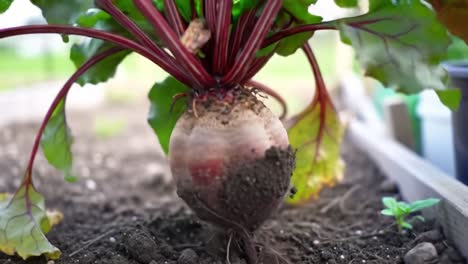 vibrant beetroot growing in rich soil: a close-up view of the root vegetable surrounded by lush green foliage in a home garden setting