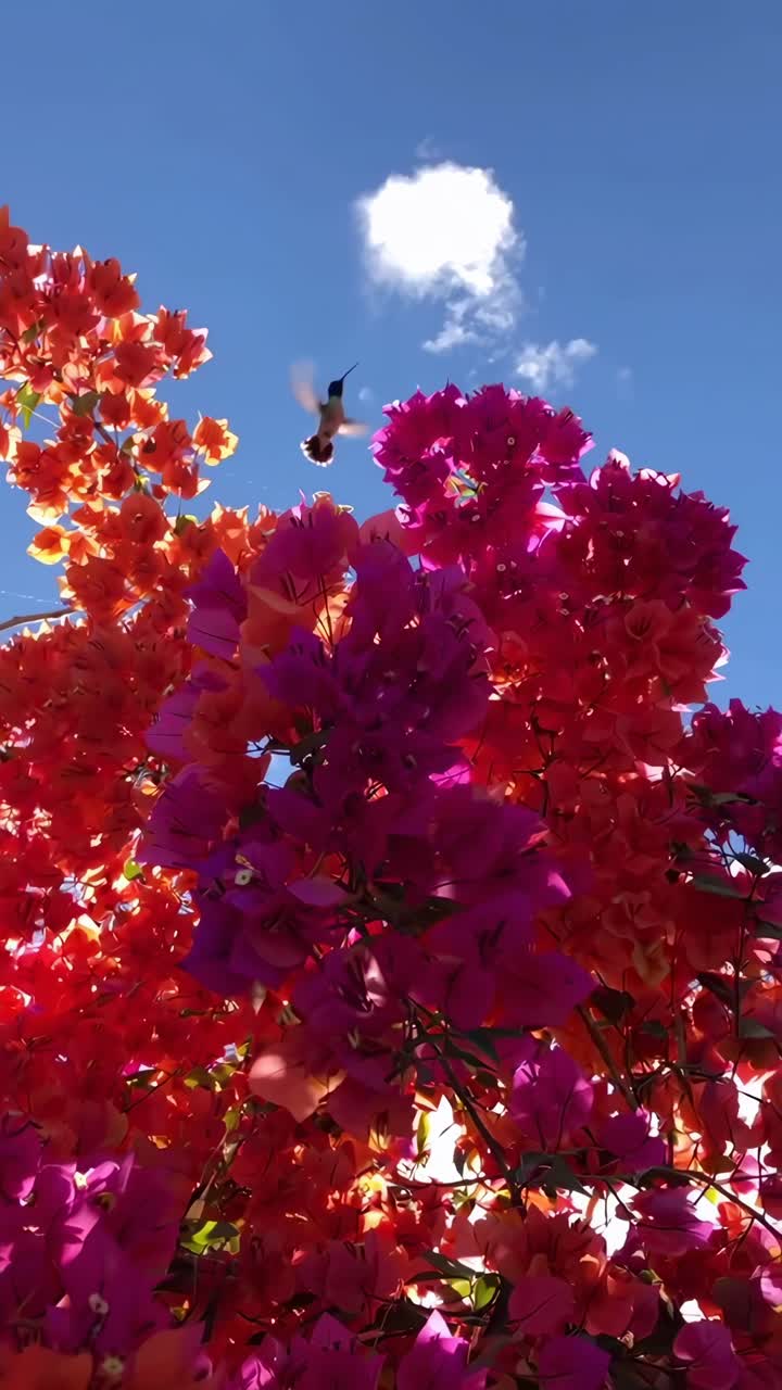 Flores vibrantes contra um céu azul, capturadas de um ângulo baixo. Perfeito para um vídeo de natureza. Ao vivo