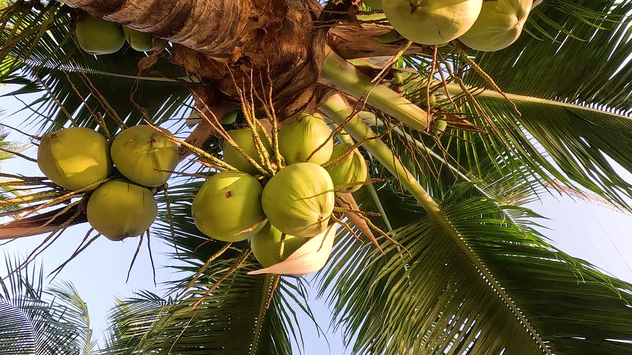 cocos colgando de un árbol en chonburi, tailandia