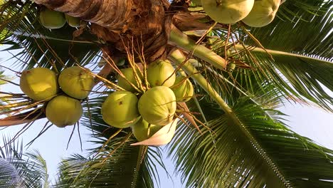 coconuts hanging on a tree in chonburi, thailand