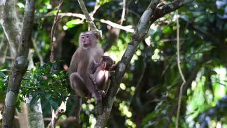 el macaco de cola de cerdo del norte es un primate comúnmente encontrado en el parque nacional de khao yai aunque es una especie vulnerable.