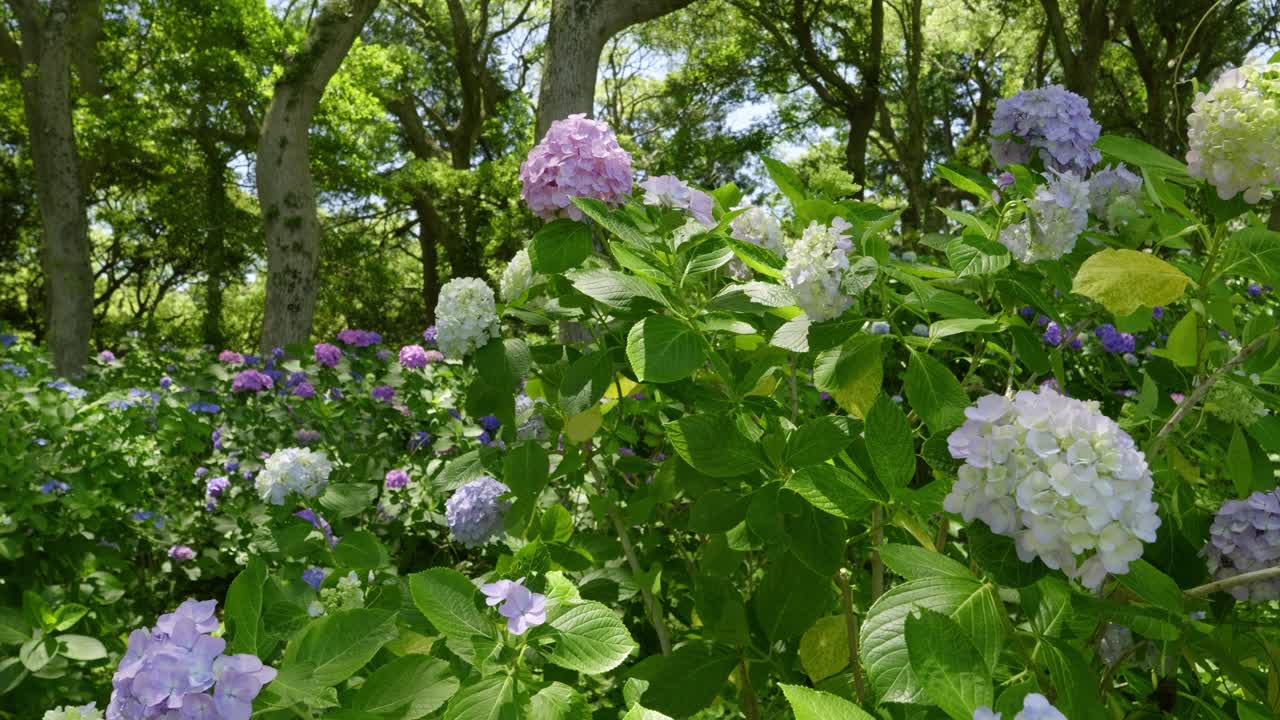 Stunning full blooming hydrangea softly waving in wind, close up view