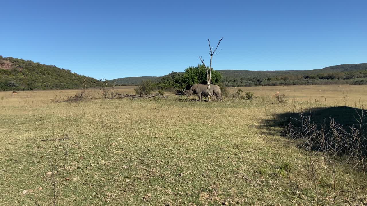 남아프리카 광야의 사바나에서 외로운 흰 코뿔소 로밍