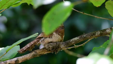 爪<unk> (javan frogmouth) 是一種在泰國和亞洲其他國家生長的動物