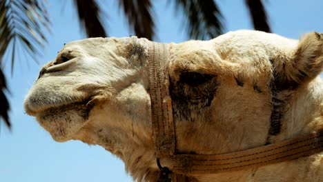 camel head closeup outdoors