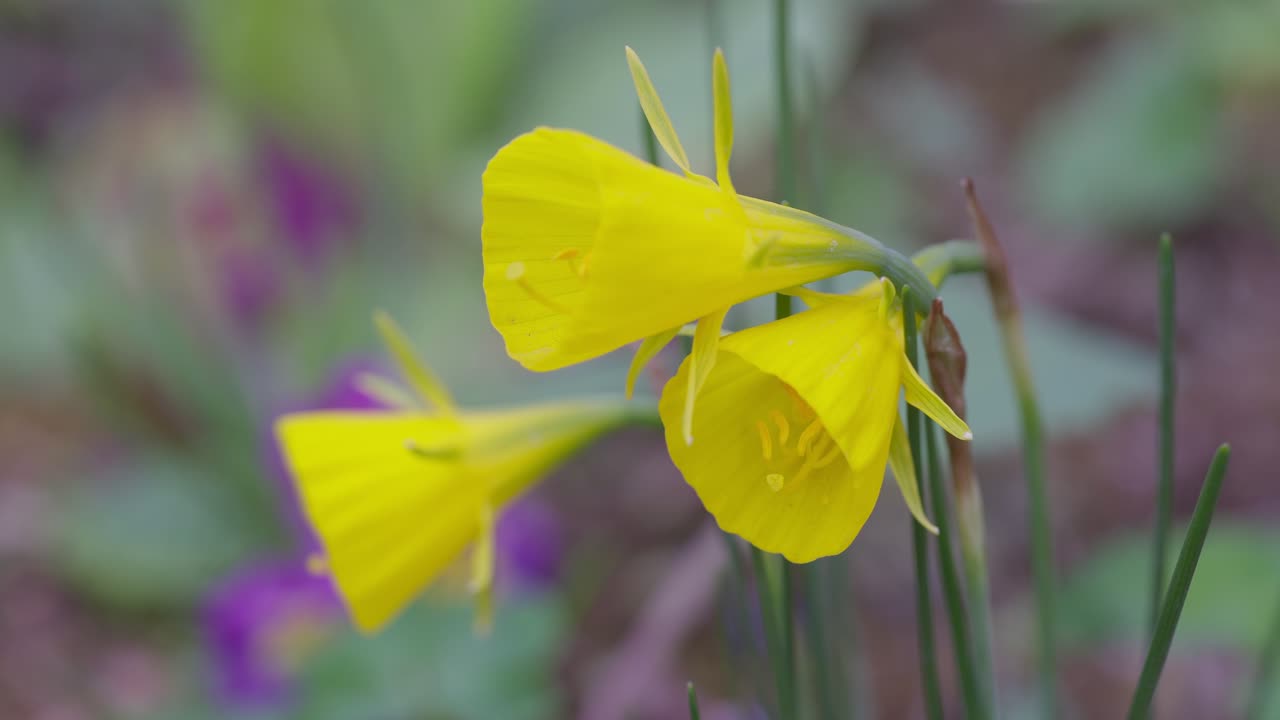 Close up fo cute Narcissus bulbocodium yellow flowers in a wild garden during sprin. Species: Hoop Petticoat Daffodil