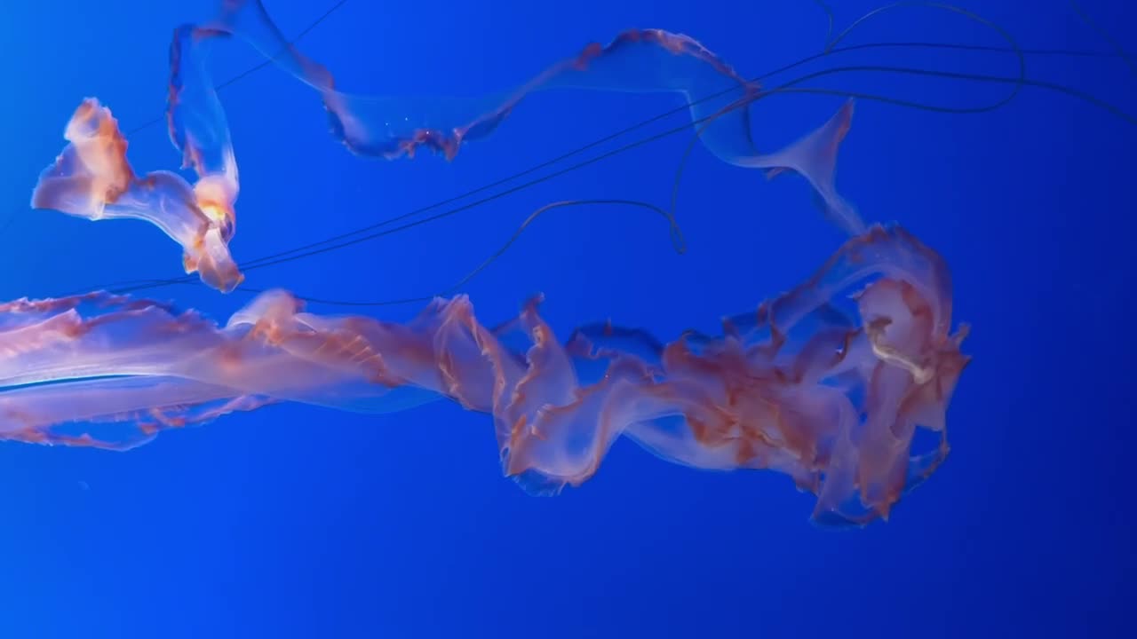 los largos tentáculos venenosos de una medusa