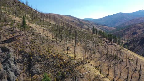 aerial over burned forests with vegetation returning near lake tahoe, california