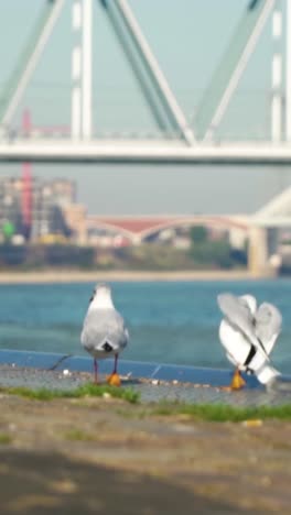 seagulls by a bridge