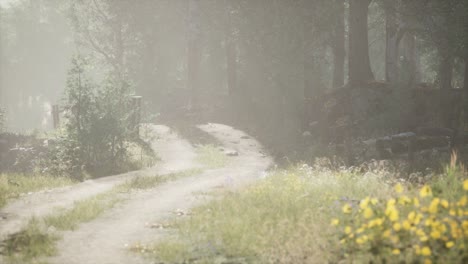 sunbeams entering coniferous stand on a misty summer morning