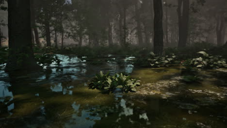 moody forest swamp