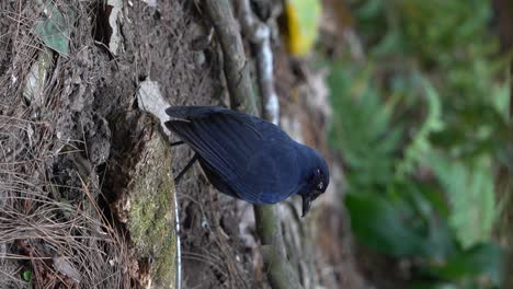 un pájaro azul oscuro javan silbando trucho está limpiando el suelo en busca de comida