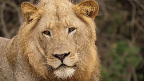 close-up op hoofd, wilde mannelijke leeuw steekt oor uit en draait zich om om terug te kijken