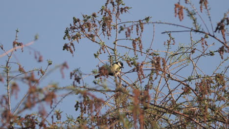 Eurasischer-Blaumeisevogel-In-Freier-Wildbahn-In-Der-Britischen-Landschaft-In-Yorkshire-England