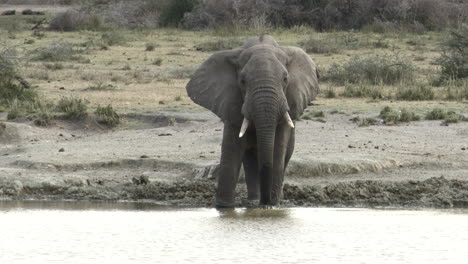 toro elefante africano bebiendo del lago, vista frontal