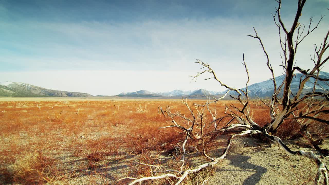 前景に堂々たる枯れ木が立つ、荒涼とした砂漠の風景の映像。ひび割れた砂地とまばらな乾燥した植生が乾燥した状態を強調し、遠くには山脈が連なっています。