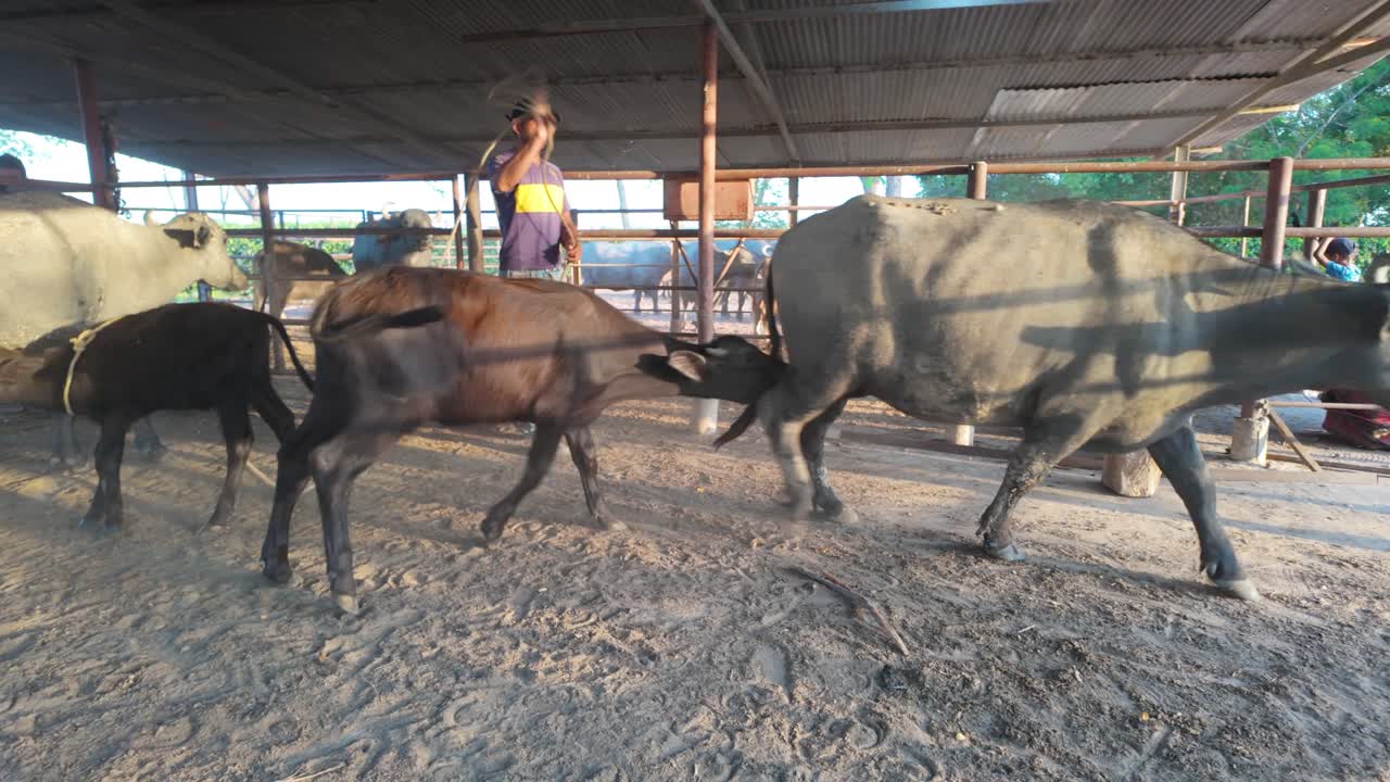 A dynamic shot capturing a rancher using a rope to guide a buffalo and her calf, alongside other cattle, out of a stable