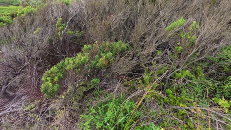 slow pan of coastal tea tree vegetation