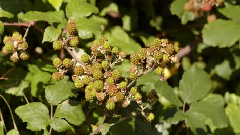 Aufnahme-Wilder-Brombeeren,-Die-Sich-Im-Sommerwind-Bewegen