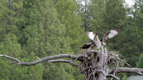 one osprey trying to get a fish from another osprey