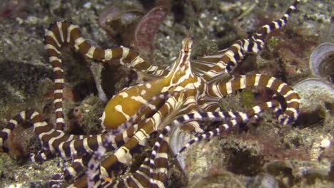 wonderpus wunderpus photogenicus cazando de noche, tentáculos escaneando brechas de coral en busca de presas, alejándose de la cámara