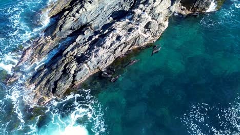 Drone-aerial-seals-sea-lion-pups-floating-swimming-in-white-wash-ocean-reef-near-rocks-cove-Guerilla-Bay-Batemans-Bay-South-Coast-tourism-travel-animals-NSW-Australia-4K