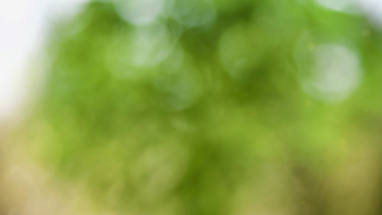 fondo de movimiento de bokeh de bosque abstracto