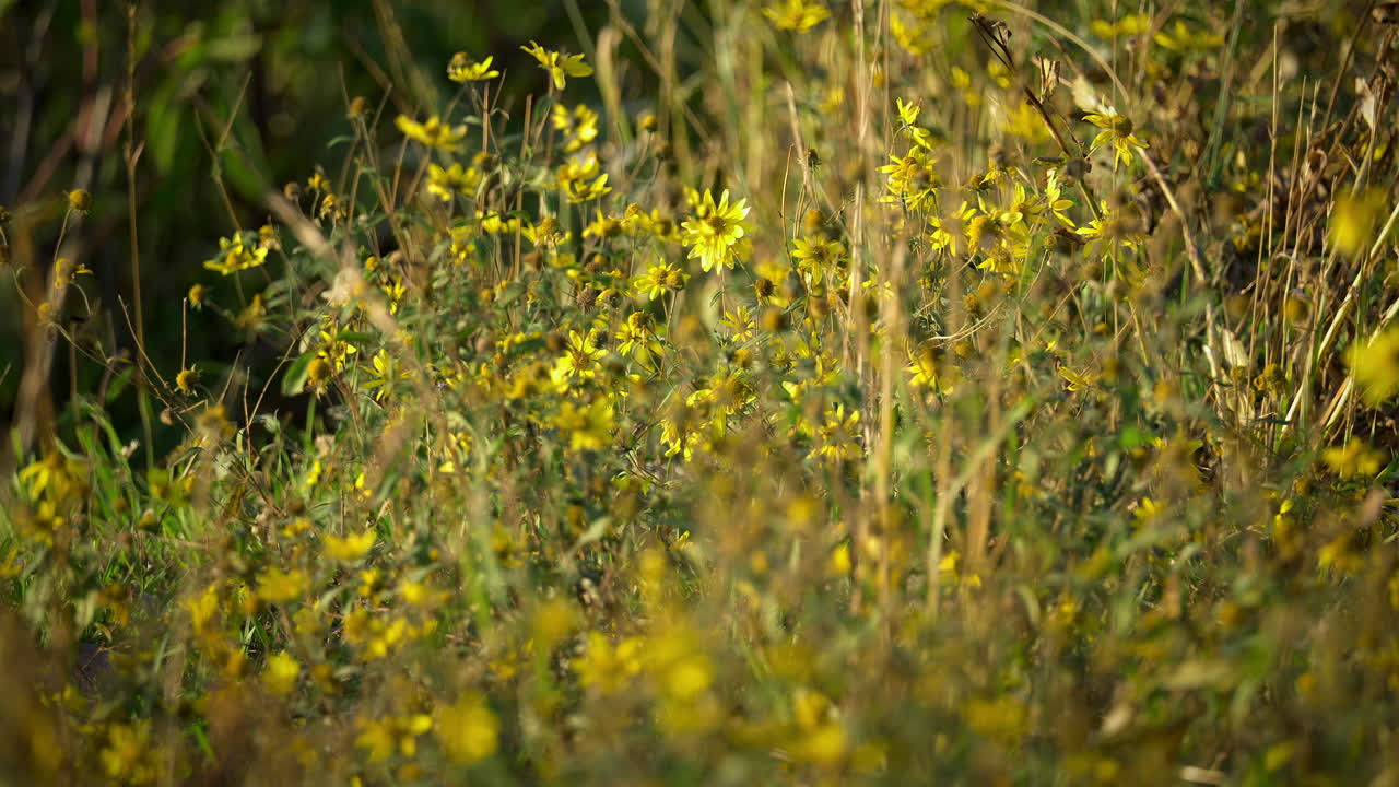 Campi di fiori selvatici gialli nella brezza mattutina. Ripresa al rallentatore.