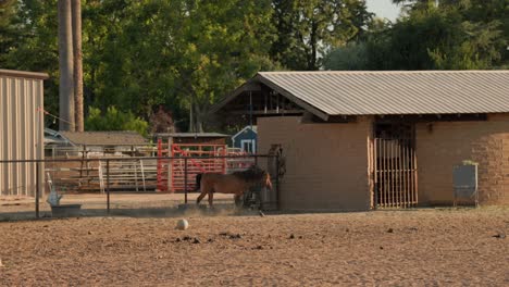 Brown-horses-on-a-ranch-in-Clovis,-CA,-USA