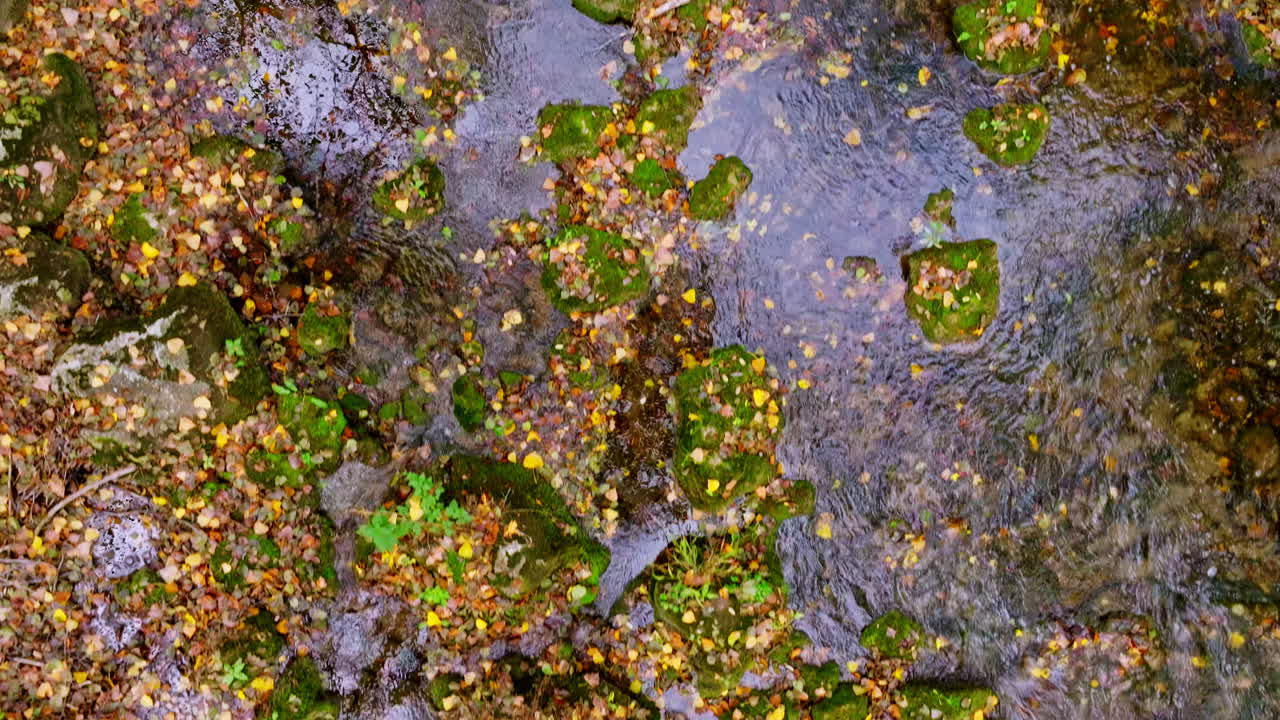 Autumn Leaves and Mossy Rocks in a Shallow Forest Stream