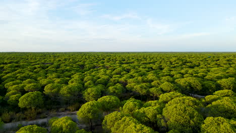 Vista-Aérea-De-Pinos-De-Piedra-En-El-Bosque-Cerca-De-El-Rompido-En-España